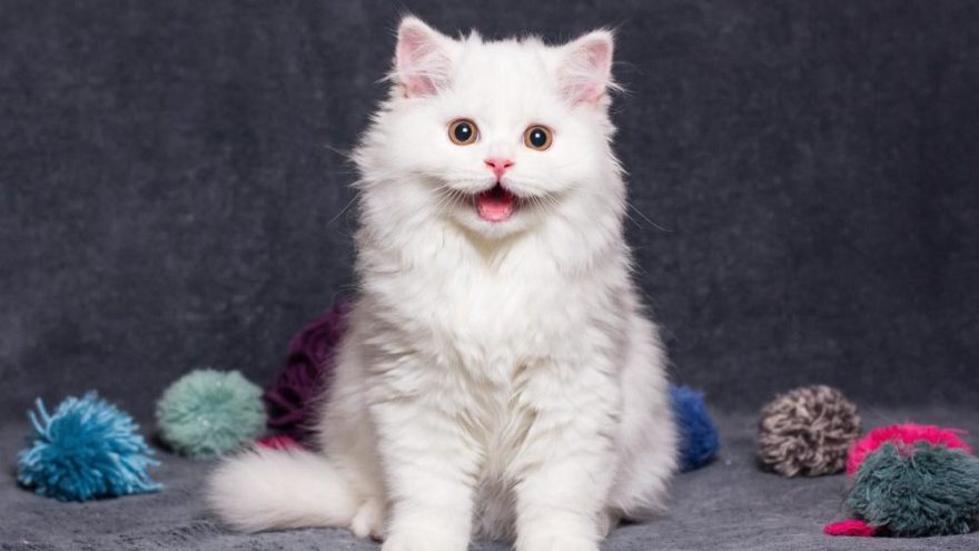 sevimli kedi 7